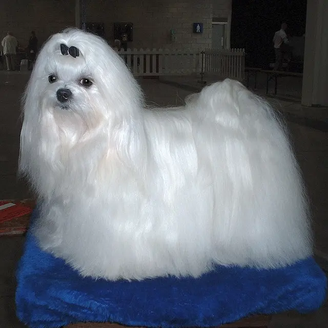 Anjing Maltese.