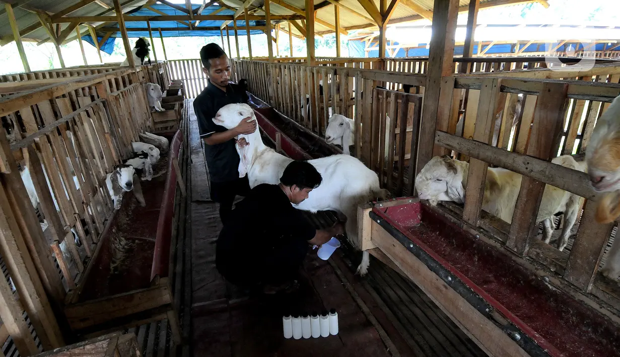 Peternak Fuad Farurahman memerah susu dari kambing peranakan Etawah di Jiwanta Farm, Cibeuteng Udik, Bogor, Jawa Barat, Kamis (8/4/2021). Dalam sehari dapat dihasilkan 20 liter susu kambing yang dijual dengan harga Rp 40 ribu per liter. (merdeka.com/Arie Basuki)
