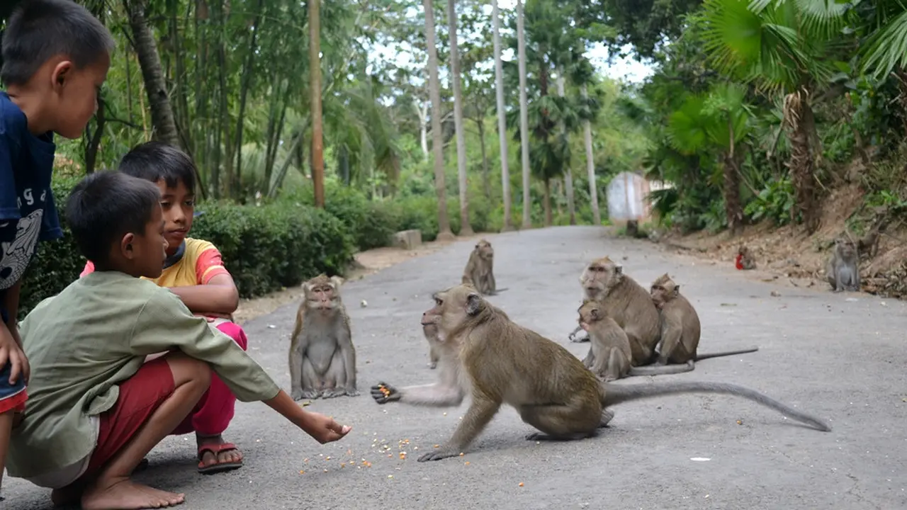 Kawanan monyet bermain dengan anak-anak di Cikakak, Wangon, Banyumas. (Foto: Liputan6.com/Muhamad Ridlo)