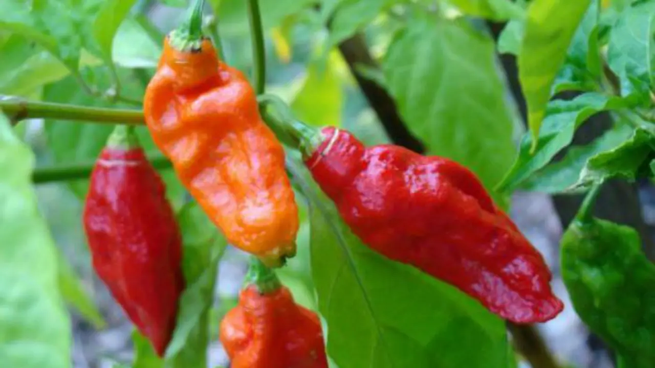 Cabai Bhut Jolokia