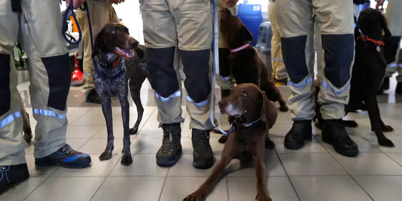 Bantuan Tim Anjing Pelacak Republik Ceko untuk Beirut