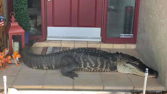 Keluarga Ini Kaget Temukan Buaya 2,5 Meter Asyik Berteduh di Depan Pintu Rumah