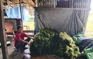 Luhut Kejar Hilirisasi Rumput Laut, Jangan Lagi Jual Bahan Mentah