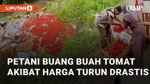 VIDEO: Petani Buang Buah Tomat Akibat Harga Turun Drastis di Solok Sumatera Barat