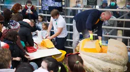 Para pegawai kebun raya memotong labu raksasa yang dipamerkan di Moskow, Rusia, pada 1 November 2020. Potongan labu kuning seberat 390 kg tersebut dibagikan kepada para pengunjung. (Xinhua/Maxim Chernavsky)