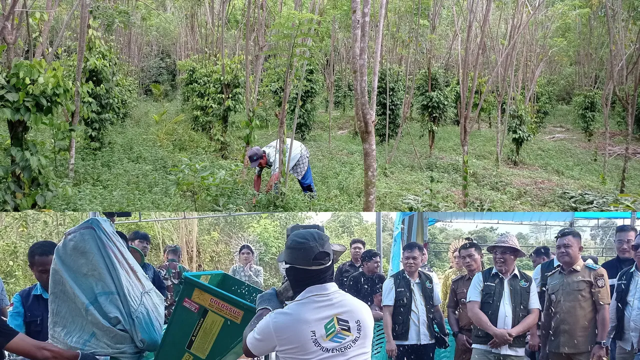 Konawe Selatan menjadi sentra budidaya pohon gamal energi pengganti batu bara.