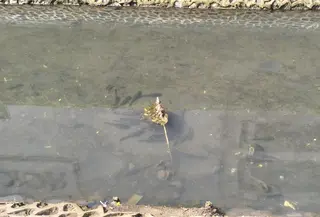 Kali sekitar Mal Plaza Indonesia dipenuhi Ikan Sapu-sapu. Keberadaan ikan tersebut cukup menyorot perhatian warga dan pejalan kaki. (Liputan6/Shabina Nasywa)