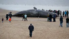 Sejumlah wisatawan melihat bangkai paus sperma yang tergeletak di atas pasir setelah terdampar di pantai Skegness, Inggris, Senin (25/1). Menurut media setempat, tiga paus sperma ditemukan mati terdampar pada akhir pekan lalu. (REUTERS / Andrew Yates)