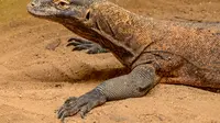 Komodo merupakan hewan purba yang sudah hidup sejak 4 juta tahun lalu (foto: Pexels/Petr Ganaj)