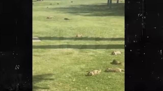 6 Potret Hewan Menyerbu Kota Saat Orang-Orang Karantina Diri di Rumah