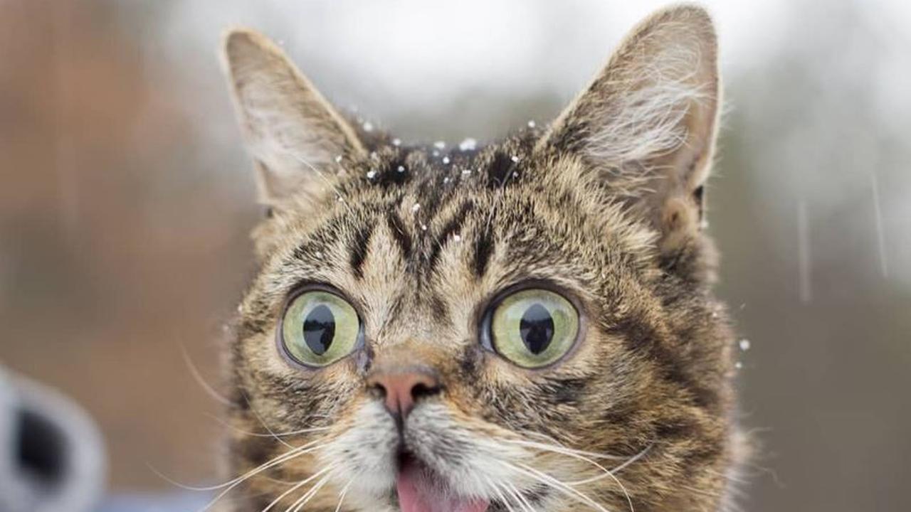 Lil Bub, Kucing Disabilitas Populer Mati dalam Tidur