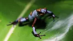 Oophaga histrionica biru terlihat di pusat penangkaran katak Tesoros de Colombia di Cundinamarca, Kolombia, Selasa (23/4/2019). Oophaga histrionica biru adalah katak panah beracun yang endemik di wilayah Choco di Kolombia barat. (AP Photo/Fernando Vergara)