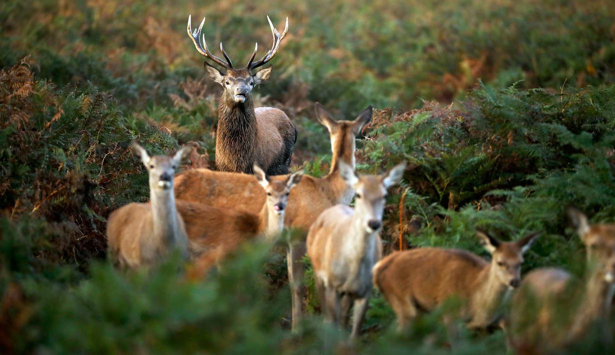 FOTO Musim Kawin Rusa  di Bushy Park London Global 