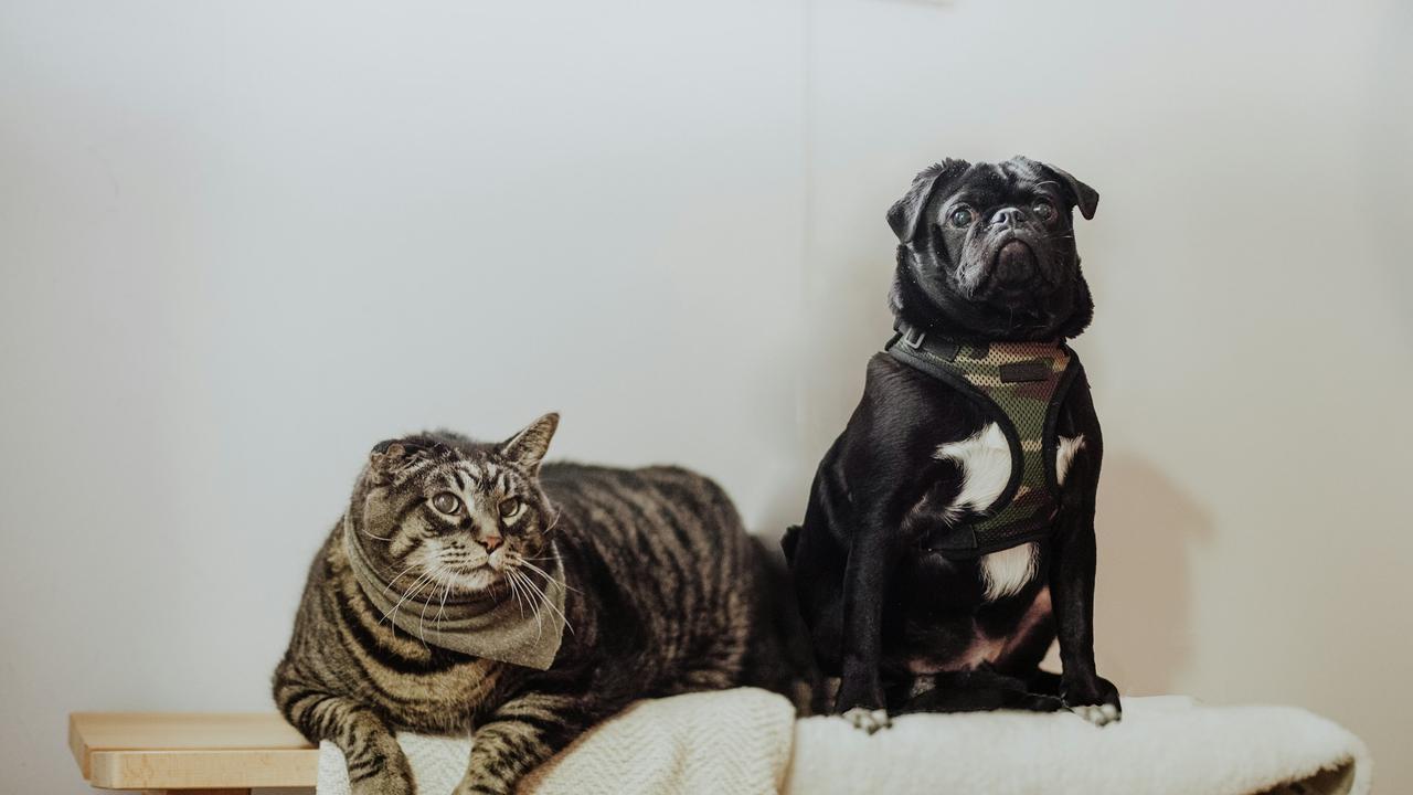 Dog and Cat