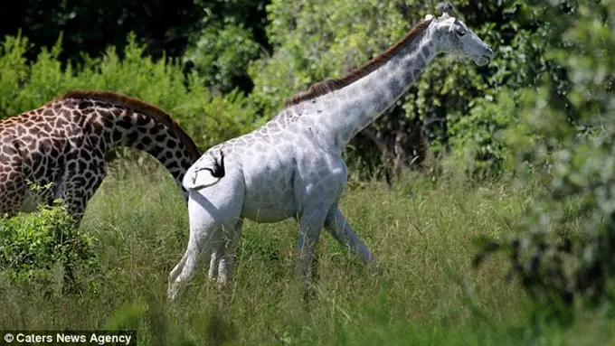 Menonjol di Kerumunan, Jerapah Putih Langka Tertangkap Kamera