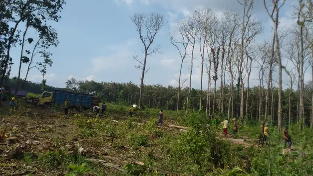Penebangan pohon jati di salah satu wilayah kerja Perum Perhutani KPH Blora. (Liputan6.com/Ahmad adirin)