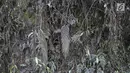 Kondisi daun dan pohon yang diselimuti abu vulkanik di Desa Sebudi, Karangasem, Bali, Minggu (3/12). Erupsi Gunung Agung menyebabkan dusun tersebut kosong ditinggal warga karena masuk dalam zona berbahaya. (Liputan6.com/Immanuel Antonius)