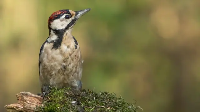 Ilustrasi ashy woodpecker