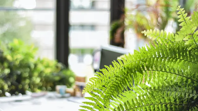 10 Tanaman Hias yang Cocok untuk Kamar Mandi, Bisa Menyerap Lembap