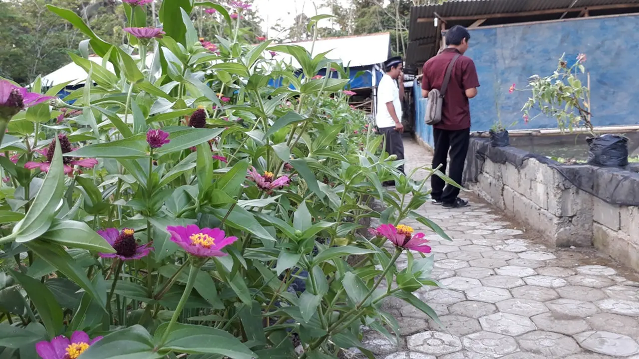 Tanaman Refugia yang berfungsi untuk menarik pemangsa alami dan mengusir hama di Pesantren rubat Mbalong Ell Firdaus, Cilacap. (Foto: Liputan6.com/Muhamad Ridlo)