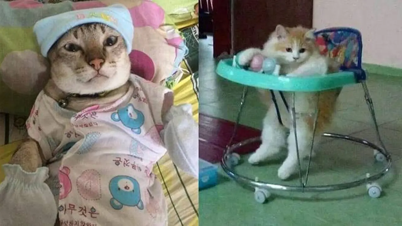 6 Potret Kucing Nyeleneh Gayanya Bak Seorang Bayi Ini Bikin Gemas
