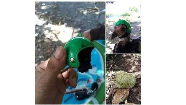 6 Helm untuk Ayam Ini Anti-mainstream, Bikin Ngakak