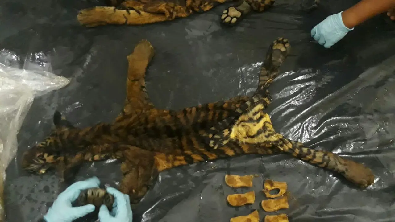 Kulit Harimau Basah Nyaris Diperjualbelikan