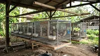8 Ide Kandang Burung Puyuh untuk Lahan Terbatas, Model Gantung hingga Bertingkat