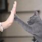 Ilustrasi kucing bisa diajak High-Five. (Shutterstock)
