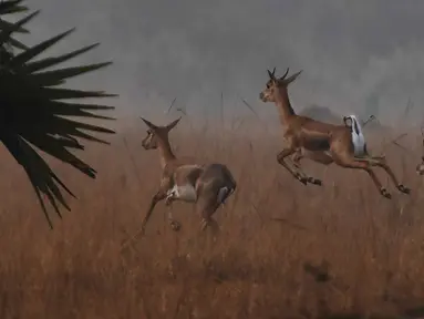 Dalam foto yang diambil pada 14 Desember 2018, blackbucks atau antelop India berkeliaran di sebuah ladang, negara bagian Odisha. Satwa liar yang menjadi korban pemburuan liar ini menyerupai rusa dengan tanduk tegak lurus ke atas. (Dibyangshu SARKAR/AFP)