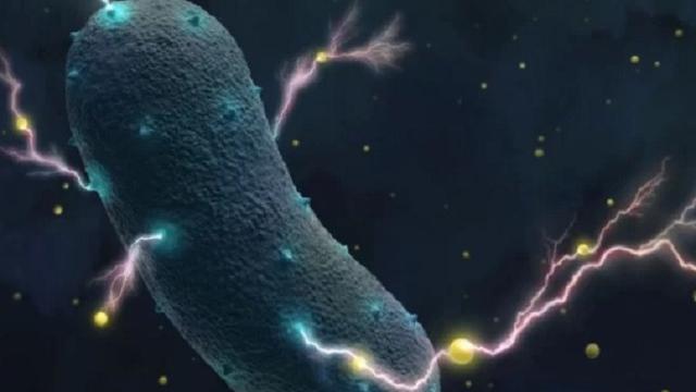 Bakteri Penghasil Listrik