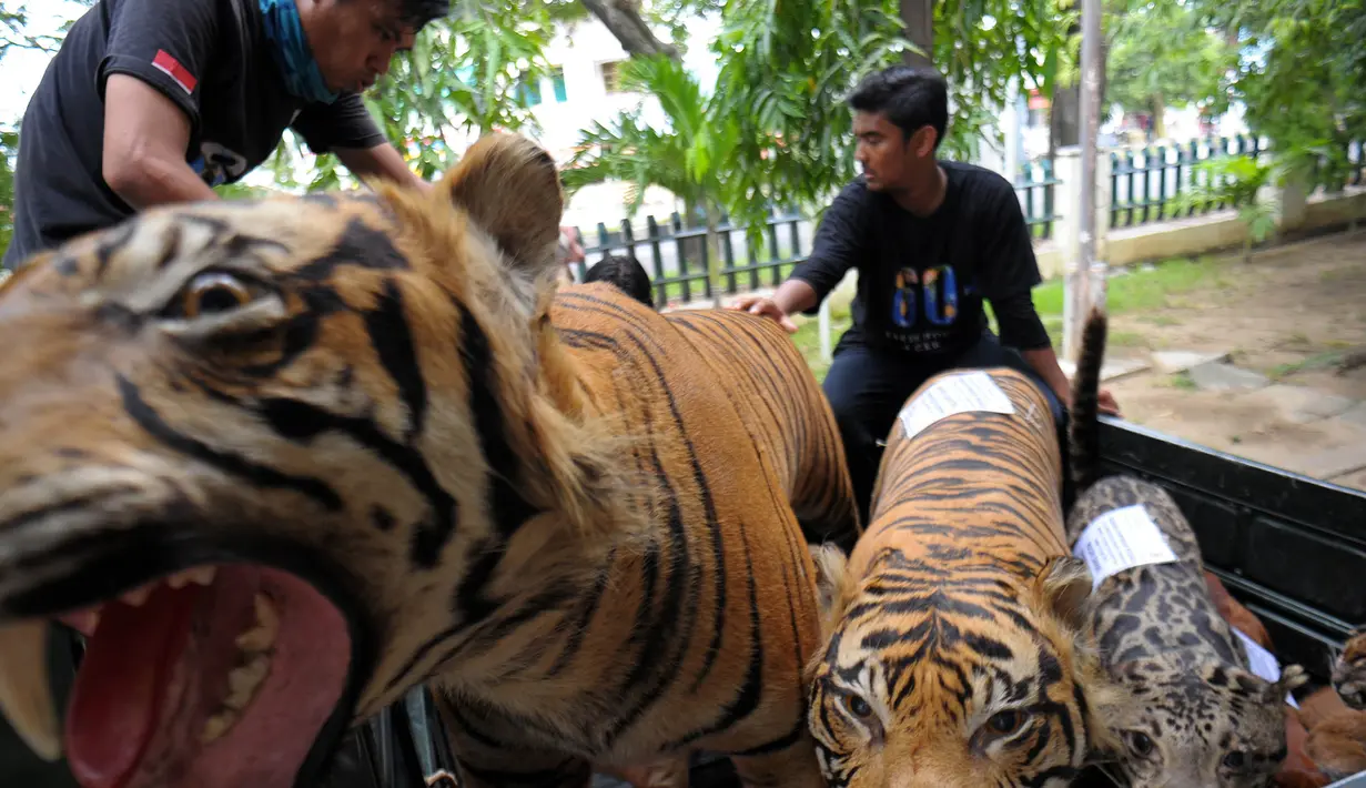 Sejumlah harimau Sumatera yang diawetkan di angkut ke dalam mobil untuk di bakar di Banda Aceh, (22/5). Kementerian Kehutanan Indonesia memusnahkan barang bukti perdagangan satwa liar sebagai kampanye melawan perburuan Ilegal. (AFP/Chaideer Mahyuddin)