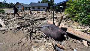 Satu gajah sumatera ditemukan mati di antara timbunan kayu dan lumpur pasca banjir bandang di Kabupaten Pidie Jaya, Aceh. Tampak dalam foto, orang-orang berjalan di dekat bangkai gajah Sumatra yang terkubur lumpur di daerah terdampak banjir di Meureudu, Kabupaten Pidie Jaya, Provinsi Aceh, pada 30 November 2025. (CHAIDEER MAHYUDDIN/AFP)