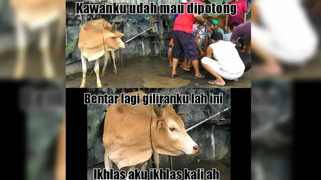 [Bintang] Idul Adha 2018: Ini Sederet Meme Hewan Kurban Paling Lucu yang Bikin Ngakak
