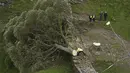 Petugas polisi melihat pohon di Sycamore Gap, di sebelah Hadrian's Wall yang tumbang dalam semalam, di Northumberland, Inggris, Kamis 28 September 2023. (Owen Humphreys/PA via AP)