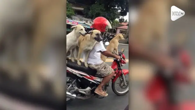 Tiga ekor anjing duduk nyaman di jok motor yang dikendarai tuannya. Momen unik ini diabadikan oleh warganet di Filipina.