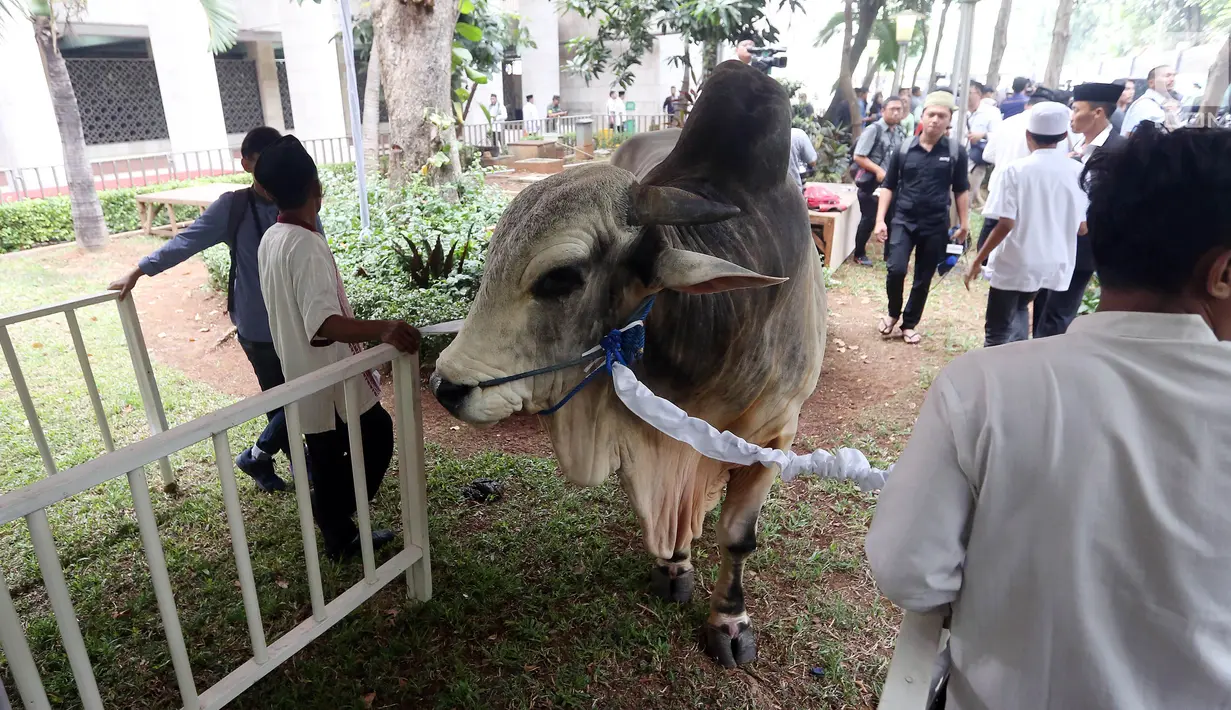 Hewan Kurban sapi milik Presiden dan Wakil Presiden yang di berikan kepada pengurus Masjid Istiqal, Jakarta, Jumat (1/9). Presiden dan Wakil Presiden RI masing-masing menyerahkan satu ekor sapi ongole. (Liputan6.com/Johan Tallo)