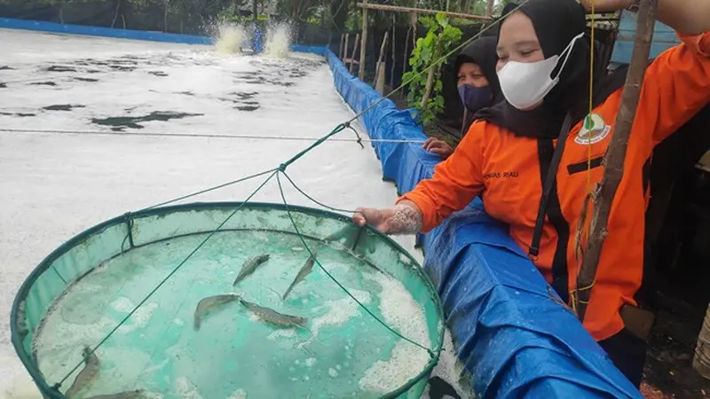 Tambak udang di pantai Kota Dumai yang berdekatan dengan kawasan mangrove.