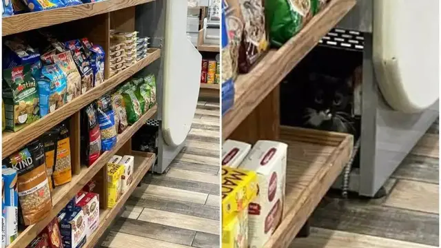 10 Potret Nyeleneh Kucing sedang Sembunyi Tempat Tak Terduga Ini Bikin Gemas