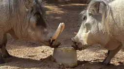 Dua ekor babi mencium buah yang telah dibekukan di kebun binatang Bioparc di Valencia, Italia (23/7). Pemberian makanan beku ini dikarenakan suhu panas yang melanda Itali. (AFP PHOTO / Jose Jordan)