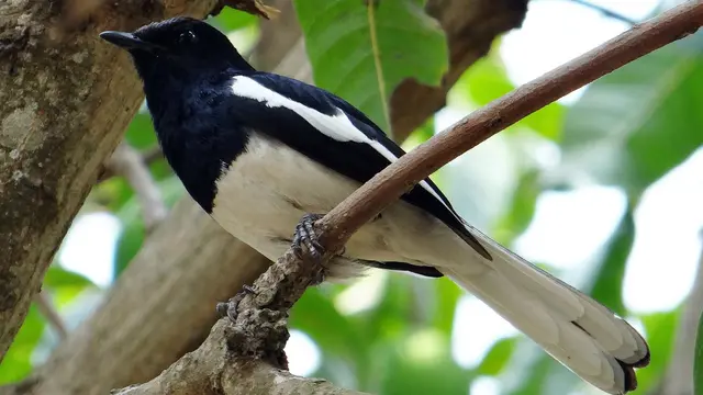 Burung Kacer