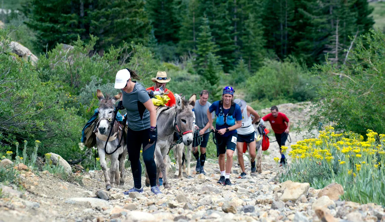 Peserta dengan hati-hati membawa keledainya manaiki bukit saat mengikuti Pack Burro Race ke-69 di Fairplay, Colorado (30/7). Pack Burro Racing adalah olahraga berlari melintasi kawasan pertambangan dengan membawa keledai. (AFP Photo/Jason Connolly)