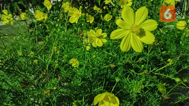 Hasil foto dengan Night Mode di Oppo A96 (Liputan6.com/Giovani Dio Prasasti)