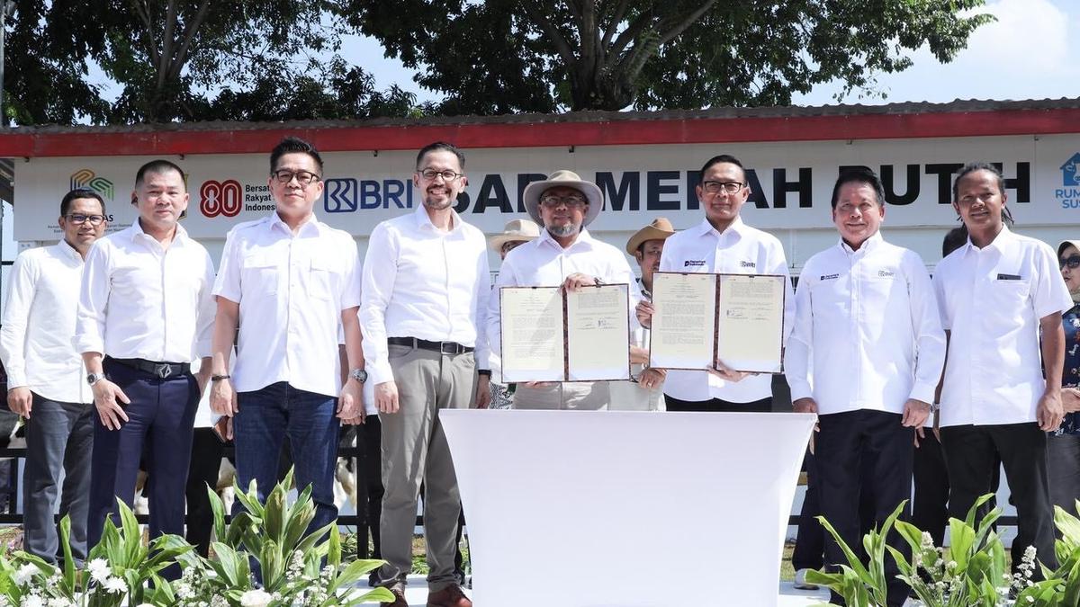 Sinergi BRI dalam Program Sapi Merah Putih Perkuat Swasembada Pangan Nasional