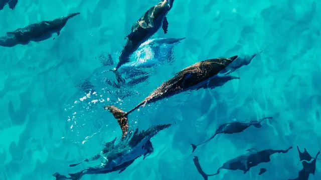 Cerdas dan Sociable,6 Bukti Lumba-Lumba Miliki Kecerdasan yang Mirip dengan Manusia