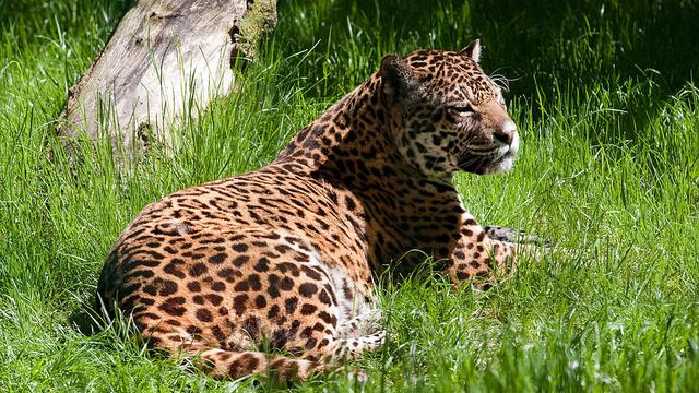 Terlalu Gendut, Jaguar Gagal Dikawinkan dan Dipulangkan