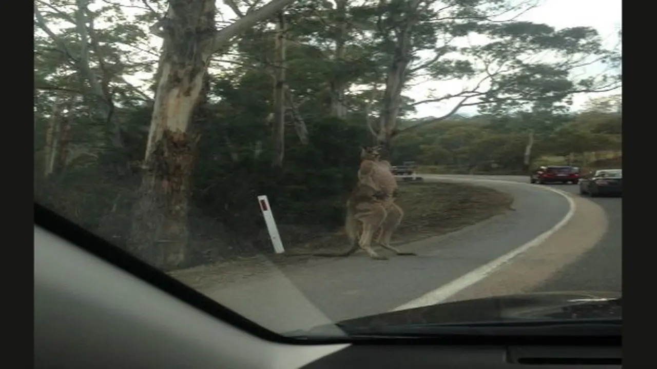 Kangaroo