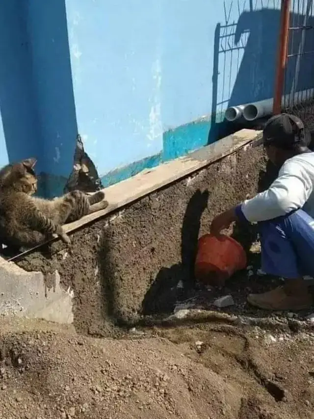 8 Potret Aksi Kucing Jadi Kuli Bangunan Ini Bikin Tepuk Jidat