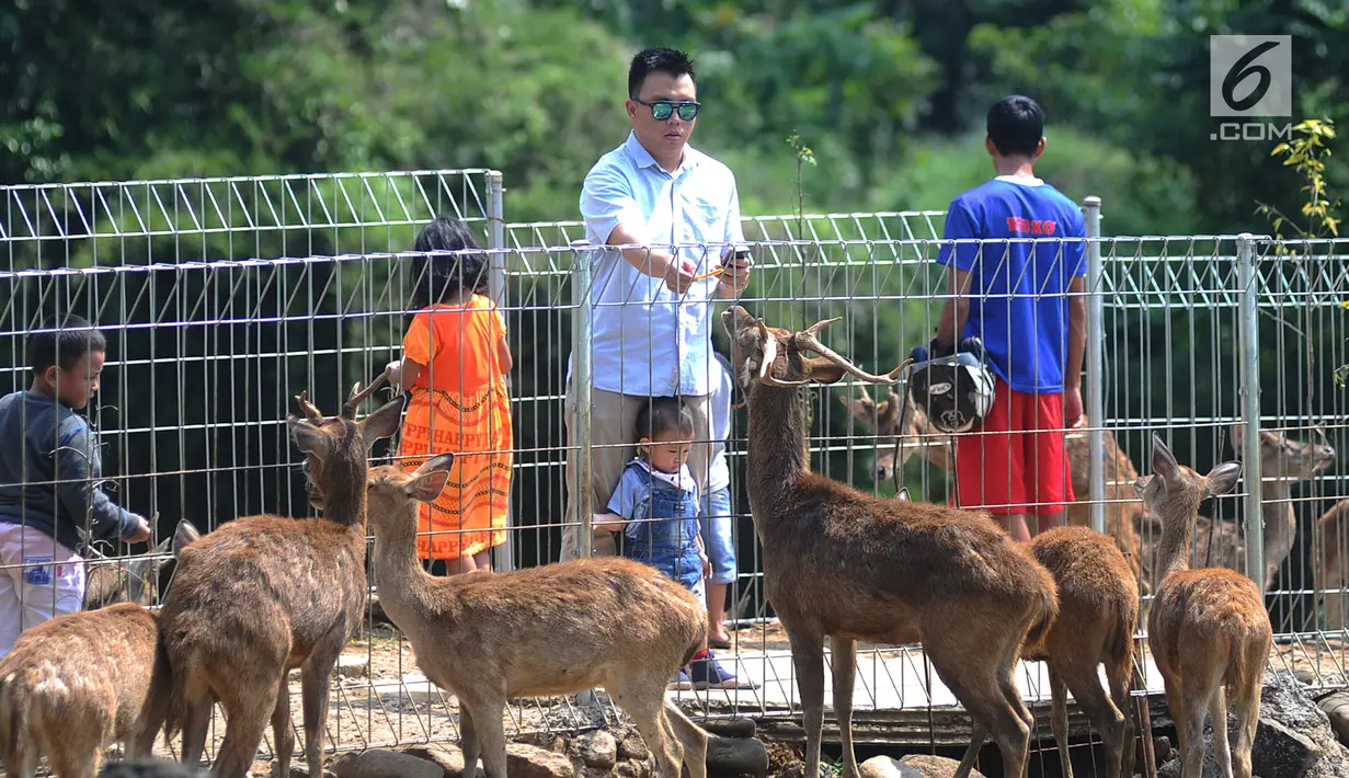 Pengunjung memberi makan rusa Jawa di penangkaran yang terletak di pintu masuk Perumahan BNR, Bogor, Jawa Barat, (19/6). Penangkaran yang awalnya terdiri dari empat rusa ini kini berkembang menjadi 40 rusa. (Merdeka.com/Arie Basuki)