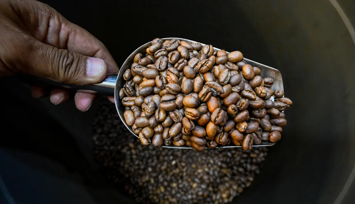 Pemilik memeriksa biji kopi arabika di sebuah tempat pemanggangan kopi di Banda Aceh pada Rabu 9 Juli 2025. (CHAIDEER MAHYUDDIN/AFP)
